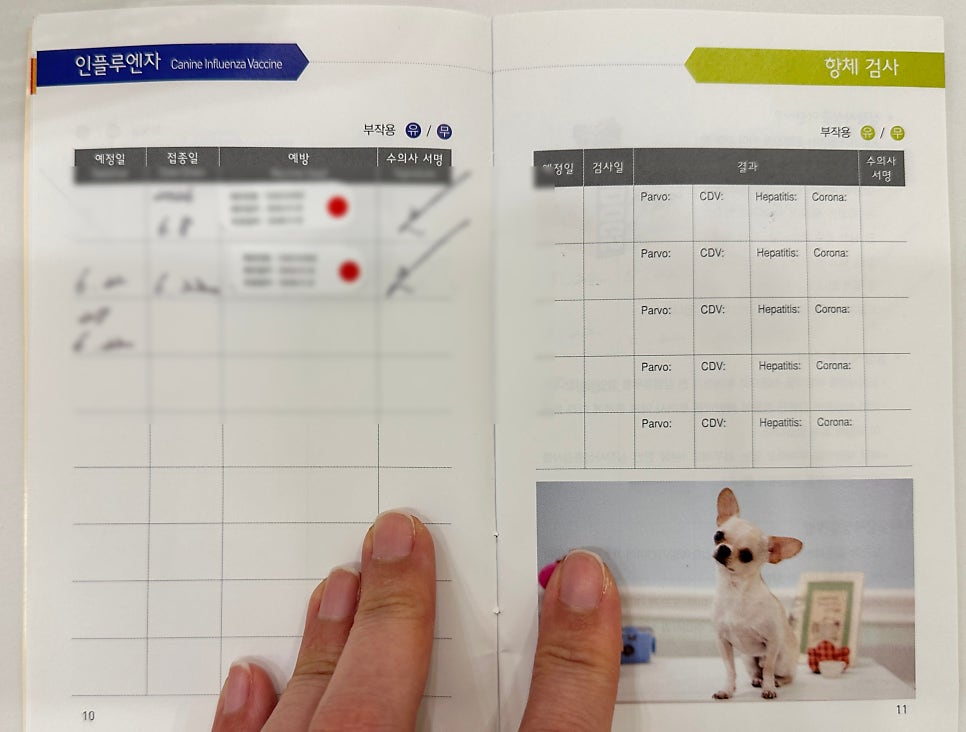 안양 애견호텔, 휴가철 예약 방법과 필수 준비물 총정리 — 사진 7