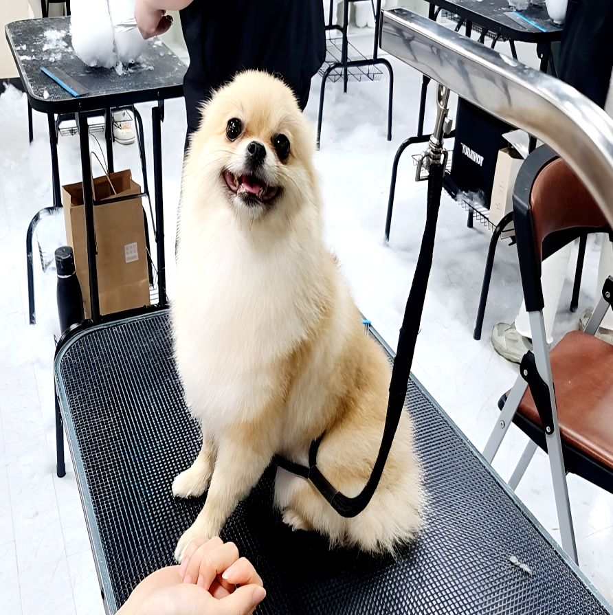 수원 애견미용학원 1년 주말반 수업 후기 및 비용 — 사진 5