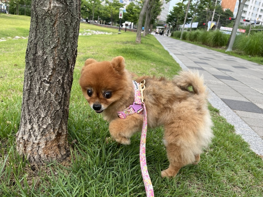 아이캔더 하네스 세트, 강아지 산책 필수템 후기 — 사진 12