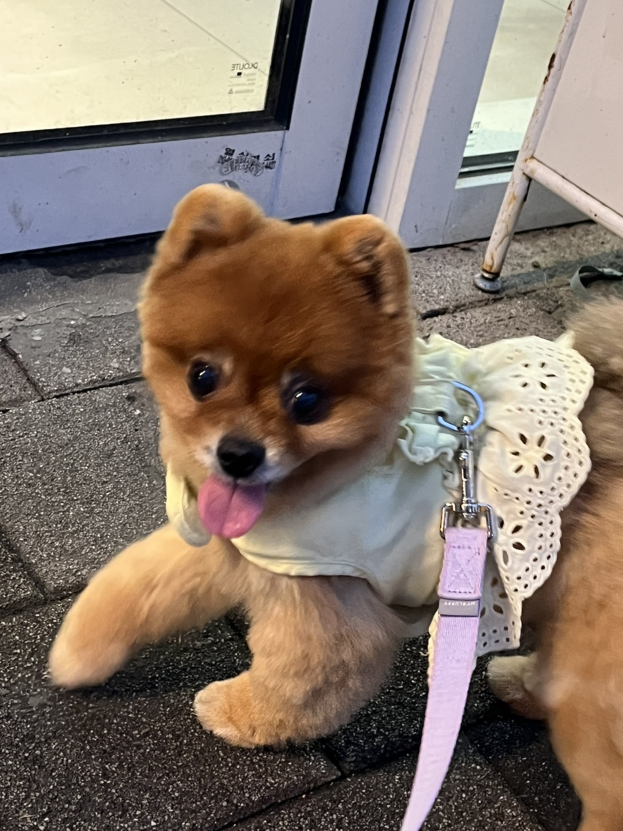 아이캔더 하네스 세트, 강아지 산책 필수템 후기