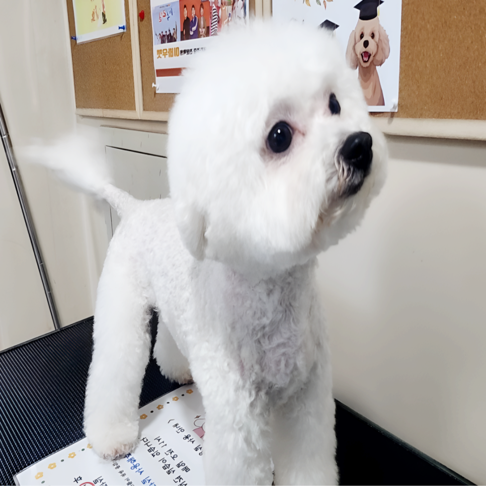 수원 애견미용학원 1년 주말반 수업 후기 및 비용 — 사진 6