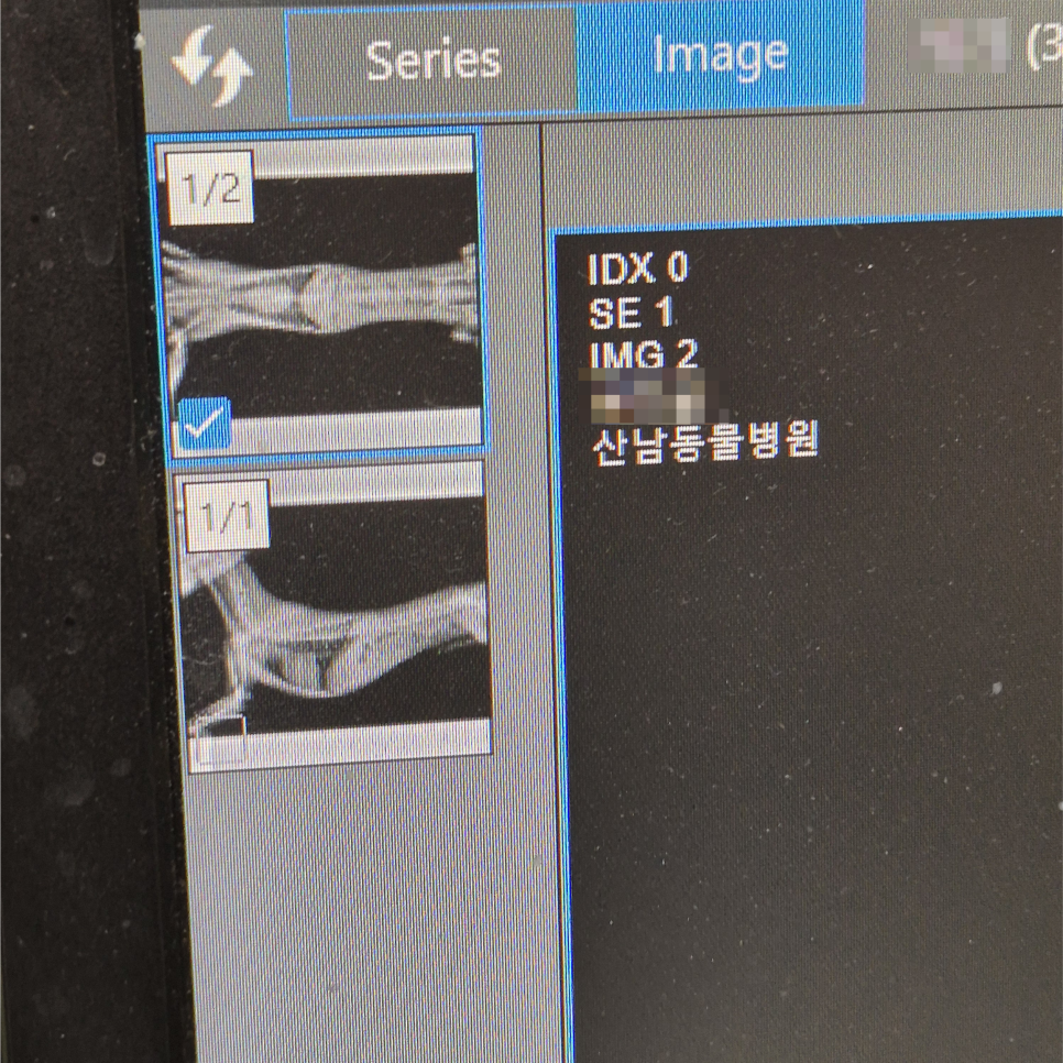 청주 말티푸 잠복고환 중성화 수술 비용 및 후기 — 사진 6
