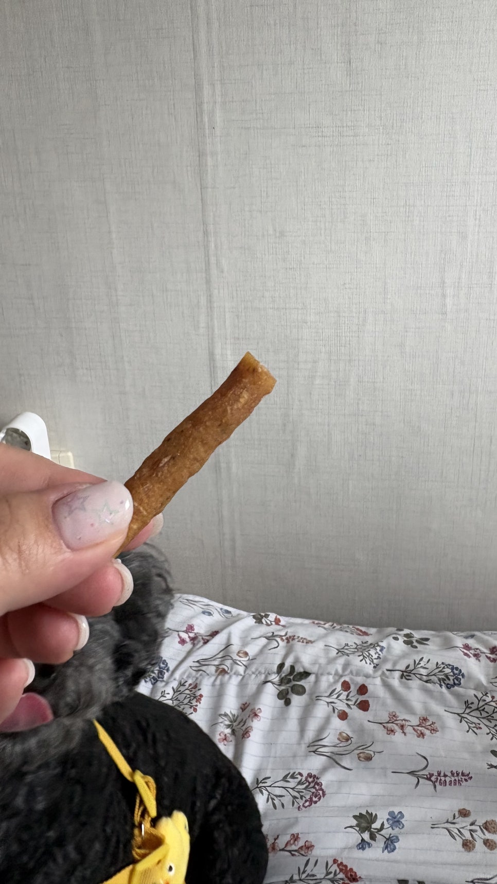 강아지 수제간식 마약스틱, 까다로운 입맛도 사로잡는 비결 — 사진 16