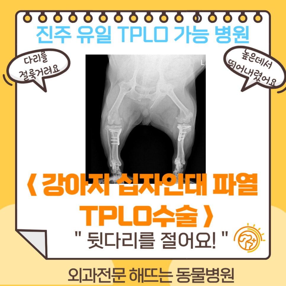 진주 해뜨는동물병원, 강아지 십자인대 수술(TPLO) 전문 진료