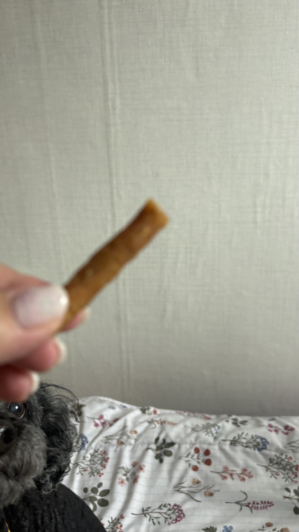 강아지 수제간식 마약스틱, 까다로운 입맛도 사로잡는 비결 — 사진 15