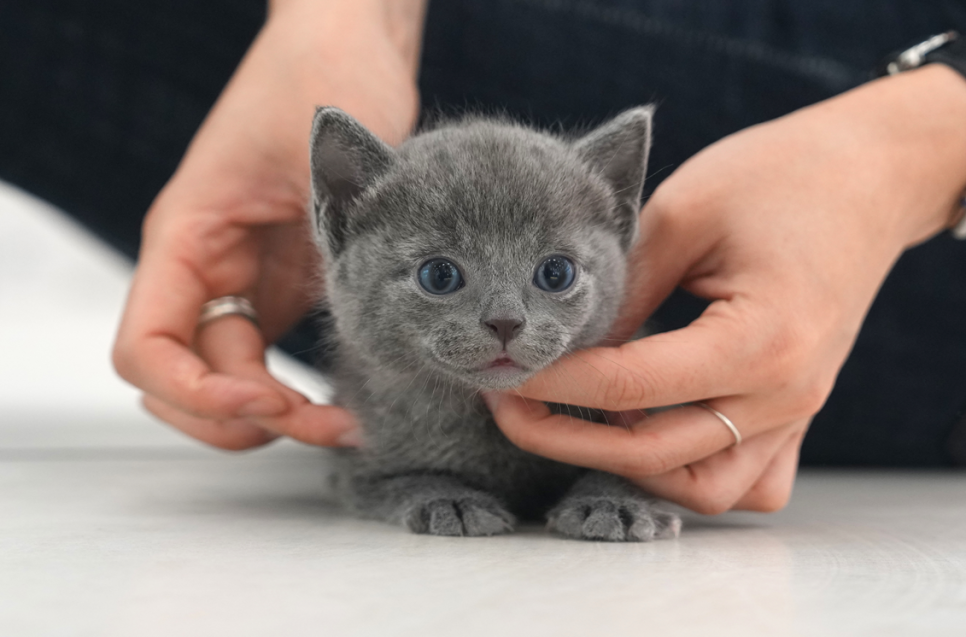 창원 고양이 입양 후기: 러시안블루 입양 과정 및 적응기