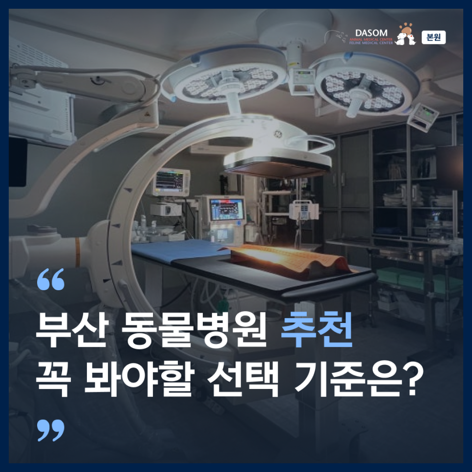 부산 동물병원 추천: 다솜 20년 진료 경험과 분과별 협진 시스템