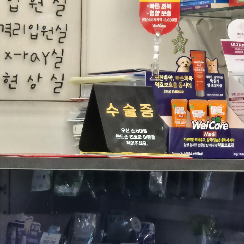 청주 말티푸 잠복고환 중성화 수술 비용 및 후기 — 사진 7