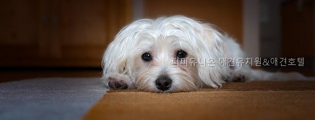 퍼피유니온 애견유치원&호텔: 안양 강아지 맡기기 좋은 곳 — 사진 3