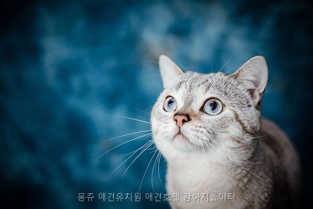 동탄 애견유치원 몽쥬, 놀이터·호텔까지 한눈에 — 사진 5