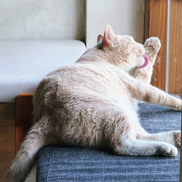고양이 현풍 고양이 카페 스몰버드, 한옥 감성 브런치 맛집
