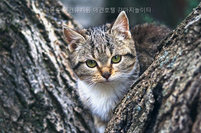 동탄 애견유치원 몽쥬, 놀이터·호텔까지 한눈에 — 사진 3