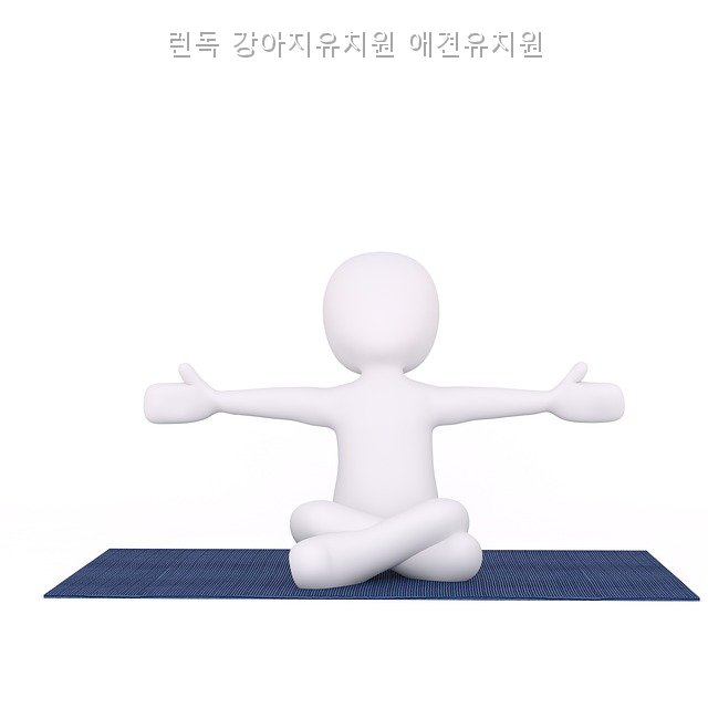런독 강아지유치원: 동탄 애견유치원 비용·프로그램 완벽 분석 — 사진 3