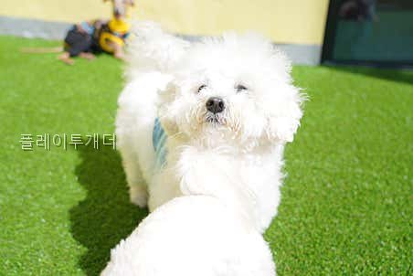 플레이투개더 애견유치원: 안양 강아지 맞춤 돌봄 비용과 조건 — 사진 5