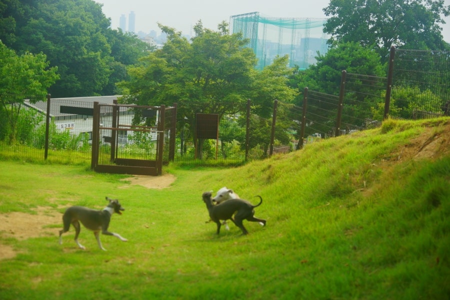 용인 테일45 프라이빗 대관: 강아지 신나게 뛰어놀아요! — 사진 8