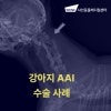 강아지 환축추불안정증 수술, 송파 샤인동물병원 비용과 회복