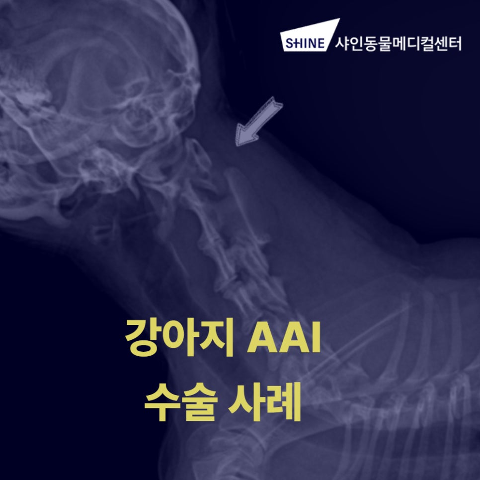 강아지 환축추불안정증 수술, 송파 샤인동물병원 비용과 회복