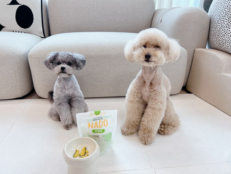 강아지 단호박 간식, 여름철 건강 보양식으로 딱! — 사진 11