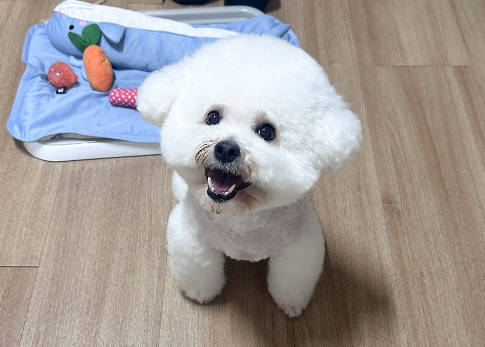 비숑 스포팅 미용, 귀툭컷으로 귀여움 UP! (강동구) — 사진 3