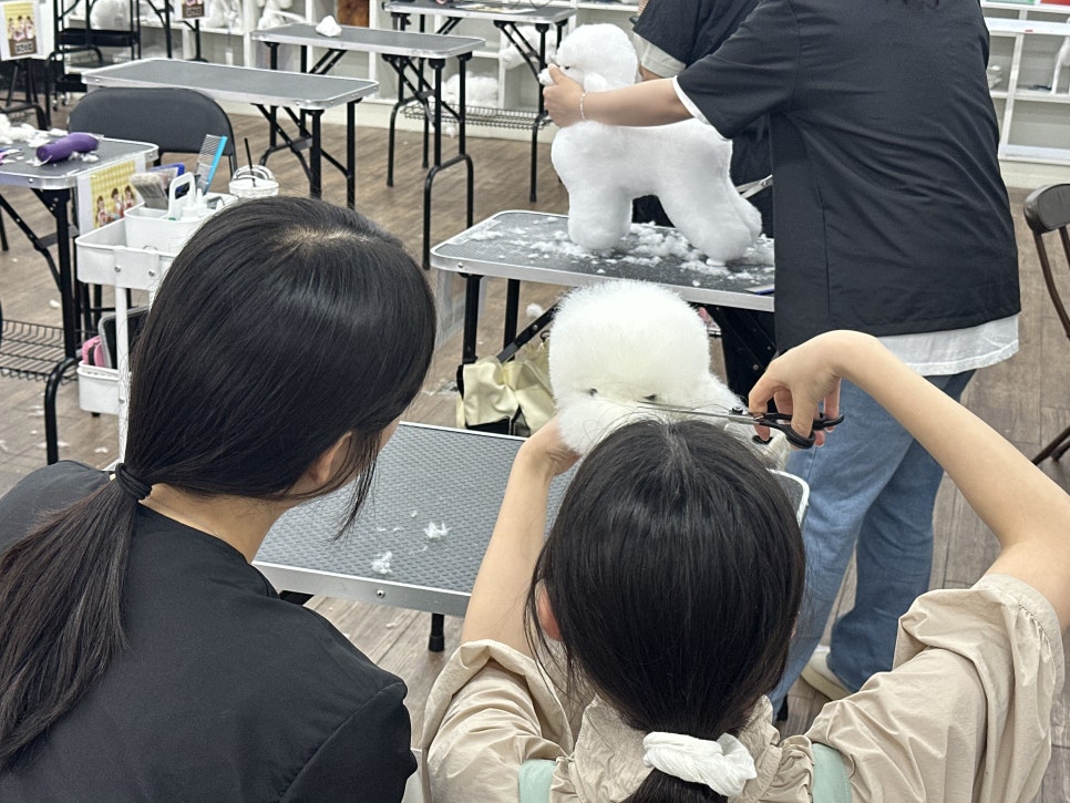 대전 애견미용, 국비보다 저렴하게 실무 중심 배우기 — 사진 2