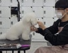 노원 애견미용학원: 모녀가 함께 등록한 현실 후기 — 사진 2