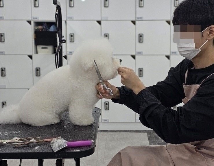 노원 애견미용학원: 모녀가 함께 등록한 현실 후기 — 사진 2