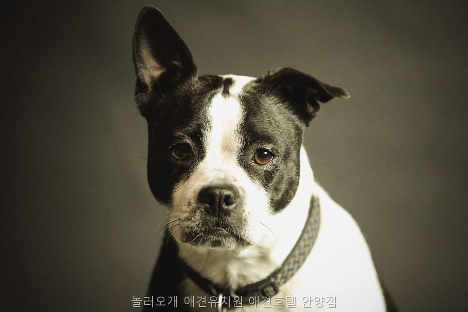 안양 놀러오개 애견유치원·호텔 비용 및 프로그램 — 사진 5