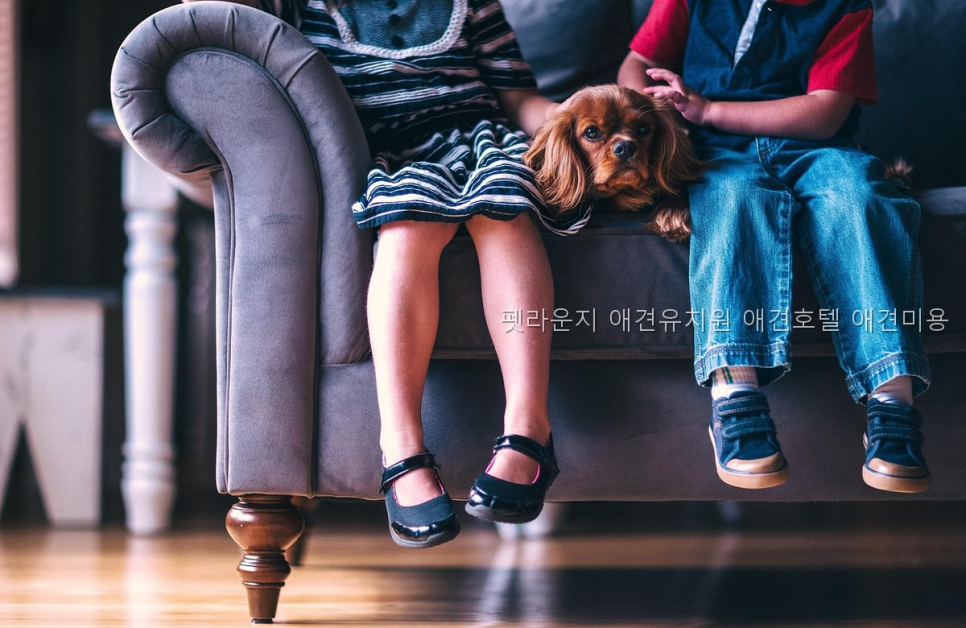 안양 펫라운지 애견유치원: 호텔·미용 동시 비교 — 사진 2