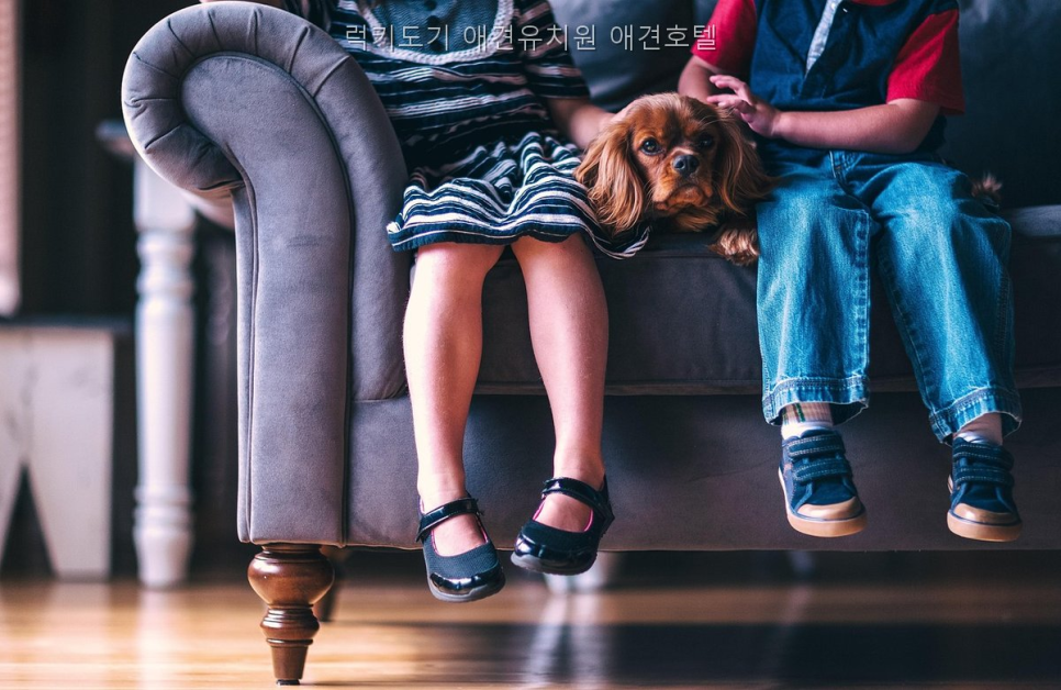 럭키도기 애견유치원·호텔: 안양 조건별 비용 비교 — 사진 4
