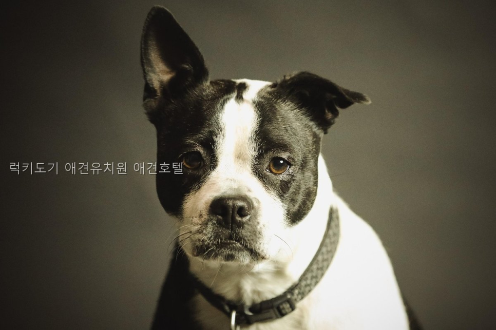 럭키도기 애견유치원·호텔: 안양 조건별 비용 비교 — 사진 2