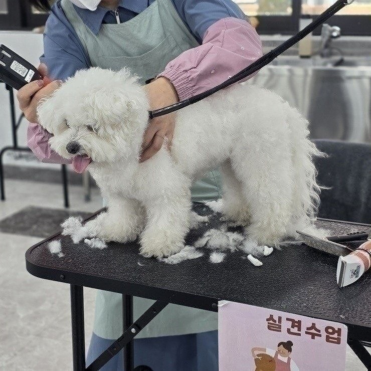 대전 애견미용학원 선택 가이드: 중3 진학 준비 후기 비교 — 사진 3
