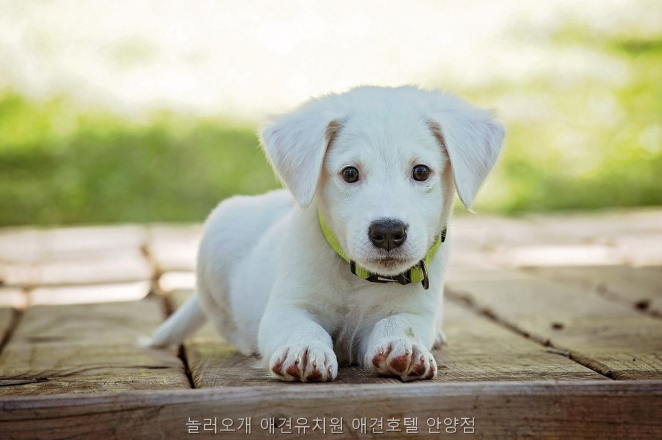 안양 놀러오개 애견유치원·호텔 비용 및 프로그램 — 사진 3