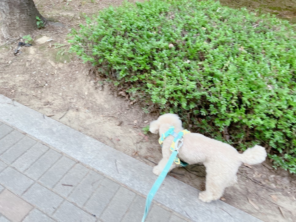 강아지 단호박 간식, 여름철 건강 보양식으로 딱! — 사진 4
