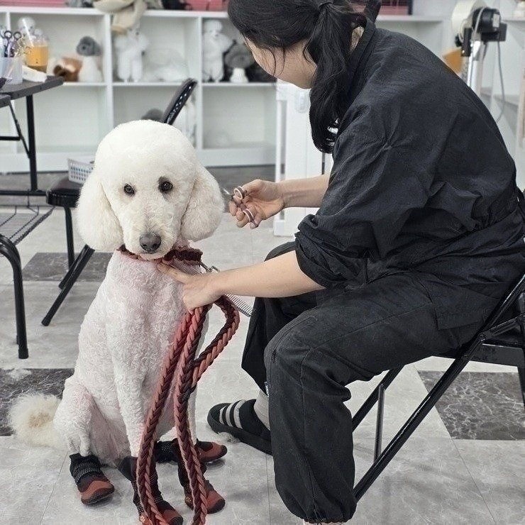 노원 애견미용학원: 모녀가 함께 등록한 현실 후기 — 사진 5