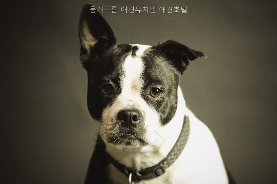 뭉개구름 애견유치원·호텔: 안양시 강아지 돌봄 정보 — 사진 2