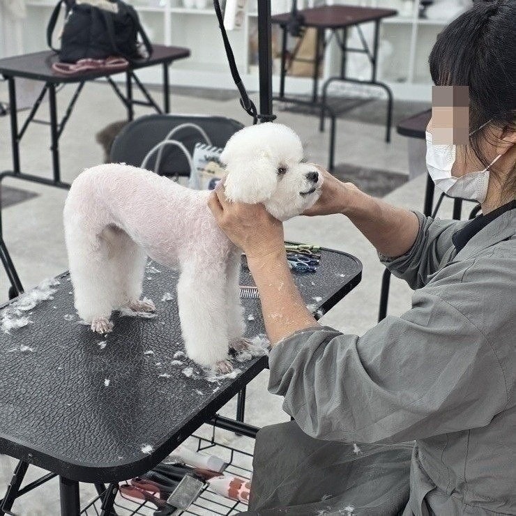 대전 애견미용학원 선택 가이드: 중3 진학 준비 후기 비교