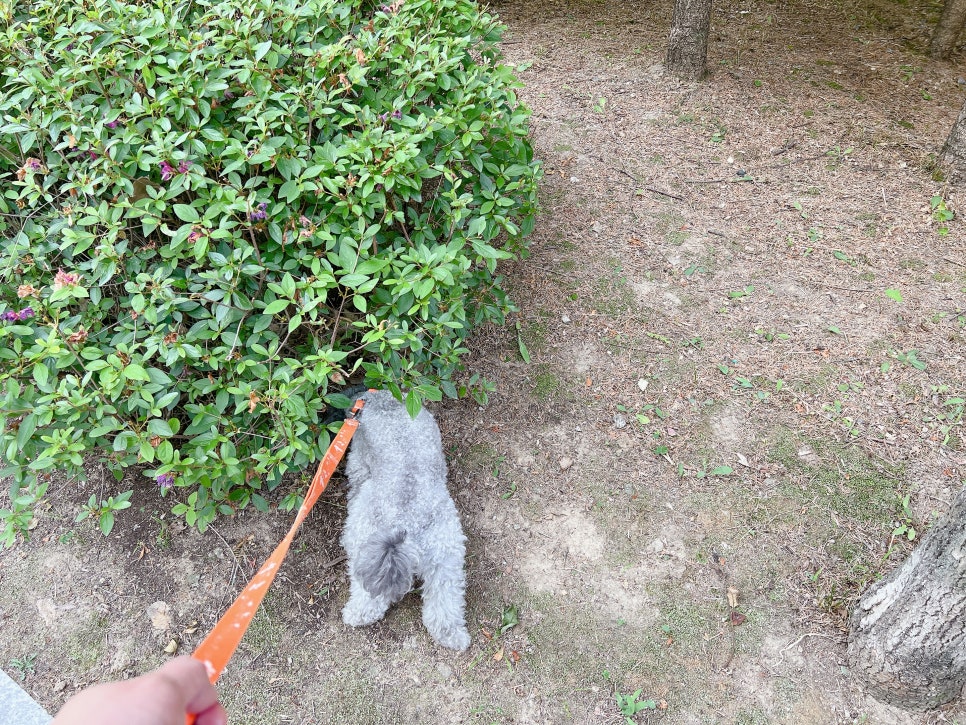강아지 단호박 간식, 여름철 건강 보양식으로 딱! — 사진 3