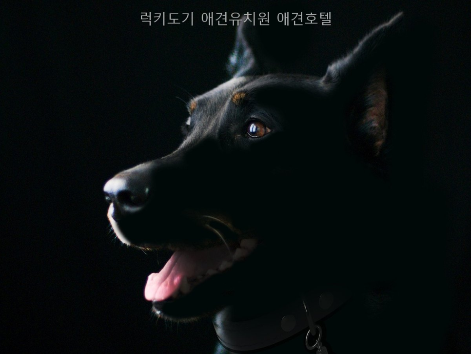 럭키도기 애견유치원·호텔: 안양 조건별 비용 비교 — 사진 3