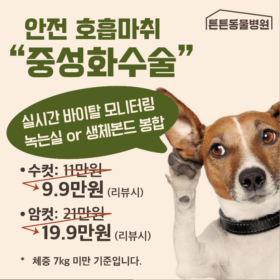 위례 강아지 잠복고환 중성화 수술 비용 및 안전 과정 안내 — 사진 8