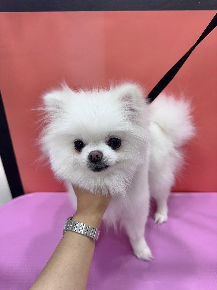 포메라니안 곰돌이컷 미용 후기: 봄강아지salon 가격 및 과정