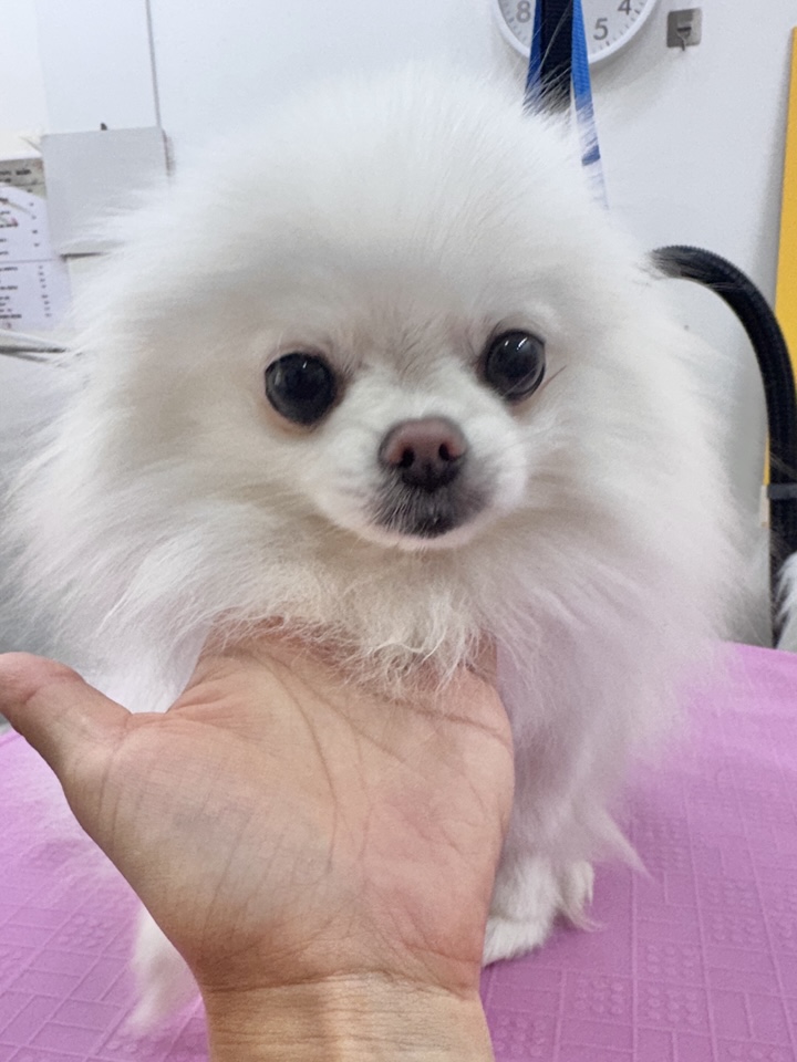 포메라니안 곰돌이컷 미용 후기: 봄강아지salon 가격 및 과정 — 사진 2