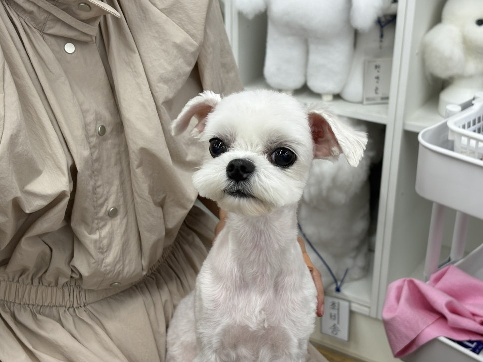 부천 애견미용학원, 국비 과정보다 이바우펫 추천하는 이유 — 사진 5