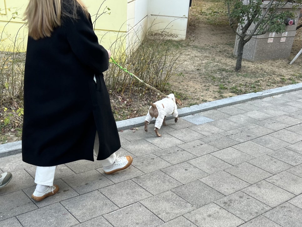 김포 강아지 짖음·분리불안, 전문가와 해결하는 훈련 방법