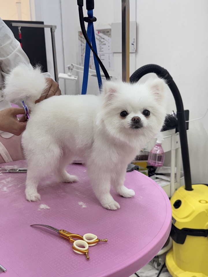 포메라니안 곰돌이컷 미용 후기: 봄강아지salon 가격 및 과정 — 사진 3