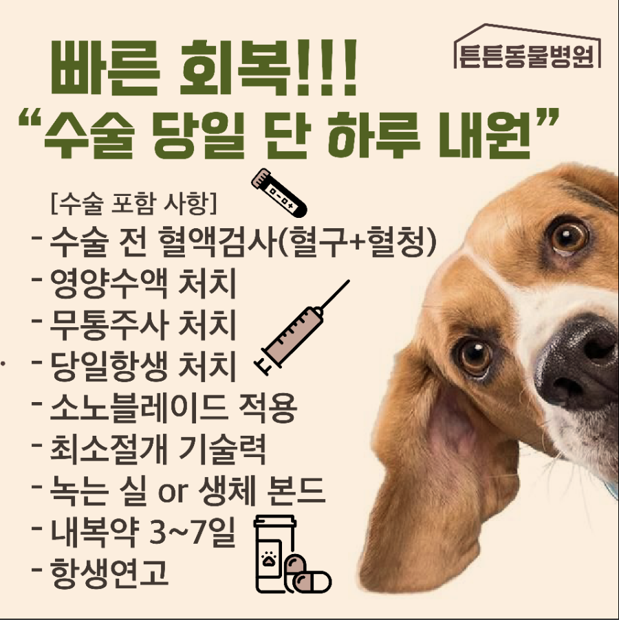 위례 강아지 잠복고환 중성화 수술 비용 및 안전 과정 안내 — 사진 9