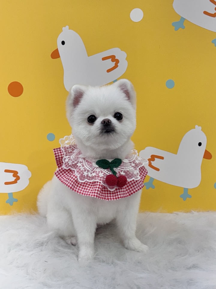 포메라니안 곰돌이컷 미용 후기: 봄강아지salon 가격 및 과정 — 사진 5
