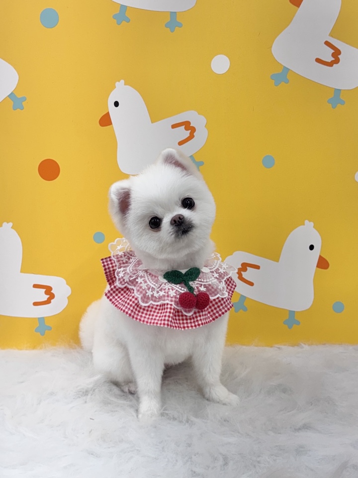 포메라니안 곰돌이컷 미용 후기: 봄강아지salon 가격 및 과정 — 사진 6
