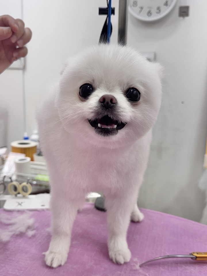 포메라니안 곰돌이컷 미용 후기: 봄강아지salon 가격 및 과정 — 사진 4