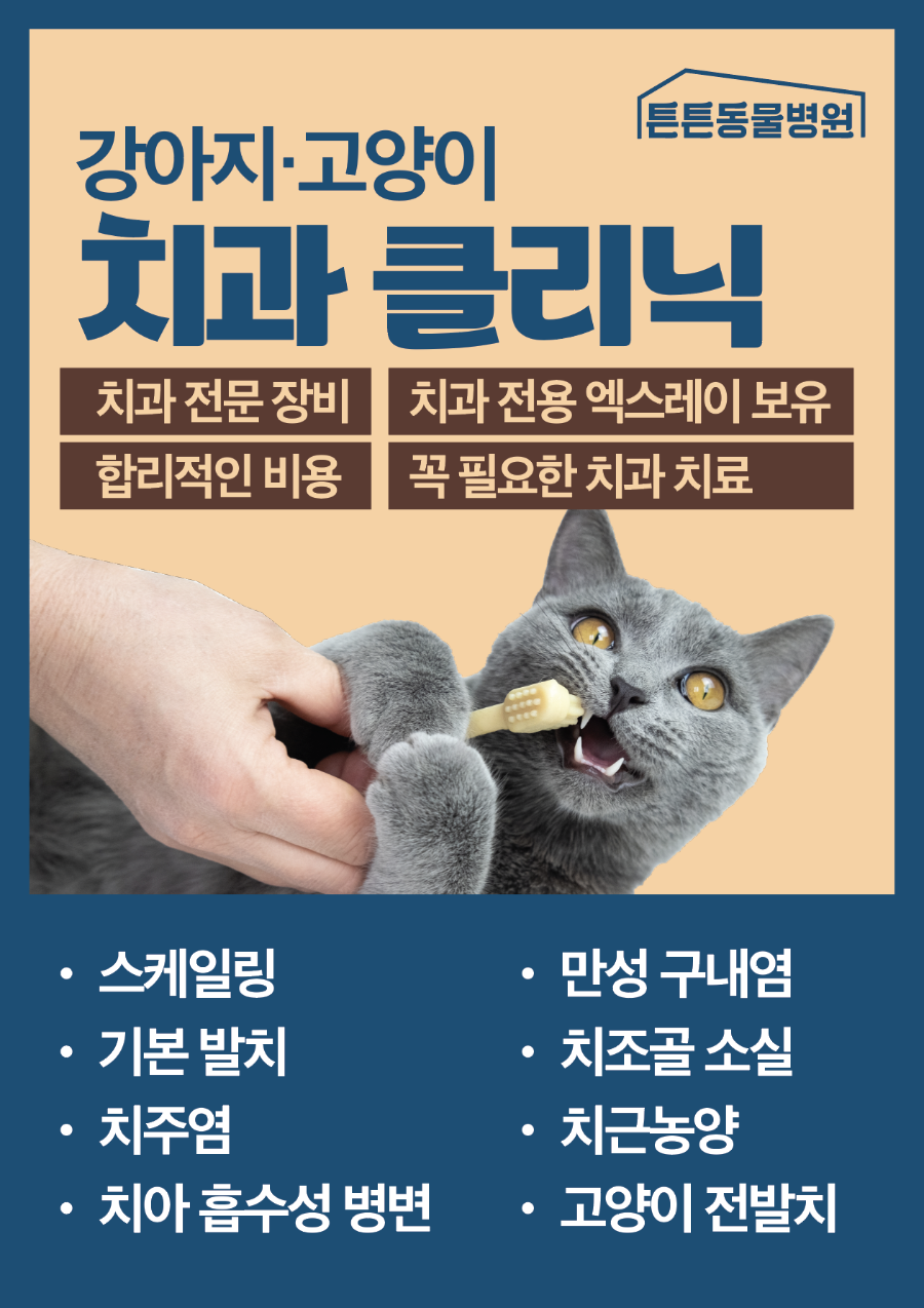 토이푸들 스케일링: 치석 제거와 구강 건강 관리 비용 및 후기 — 사진 5