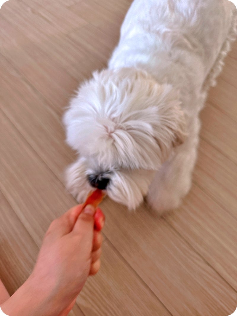 강아지 수제간식, 까다로운 입맛도 사로잡는 비결 — 사진 8